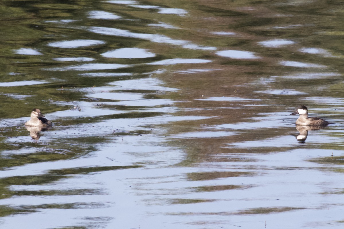 Ruddy Duck - ML178704411