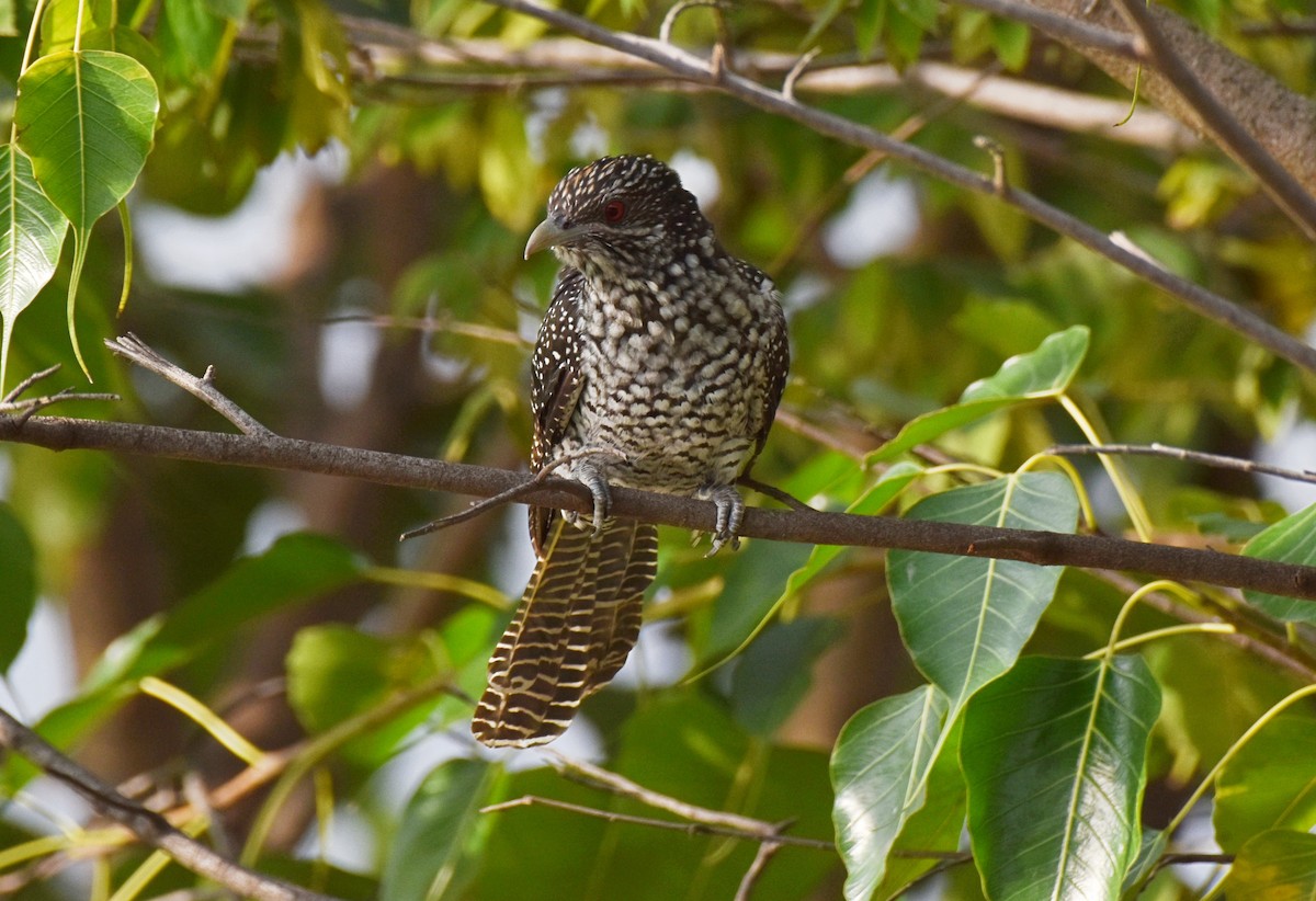 Asian Koel - ML178704431