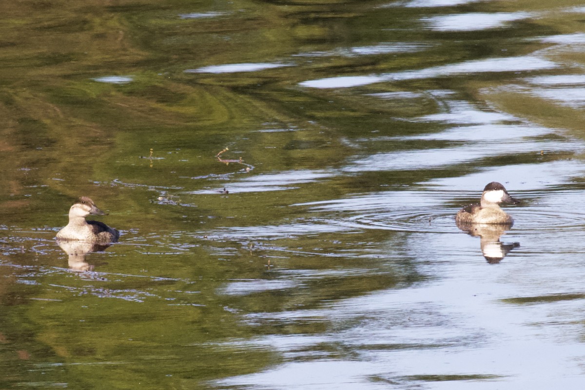 Ruddy Duck - ML178704441