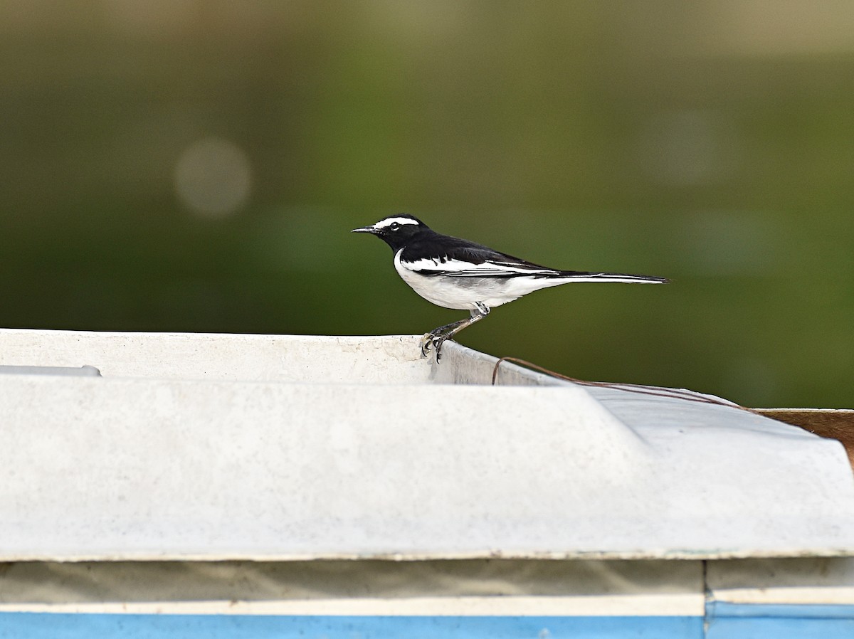 White-browed Wagtail - ML178704841