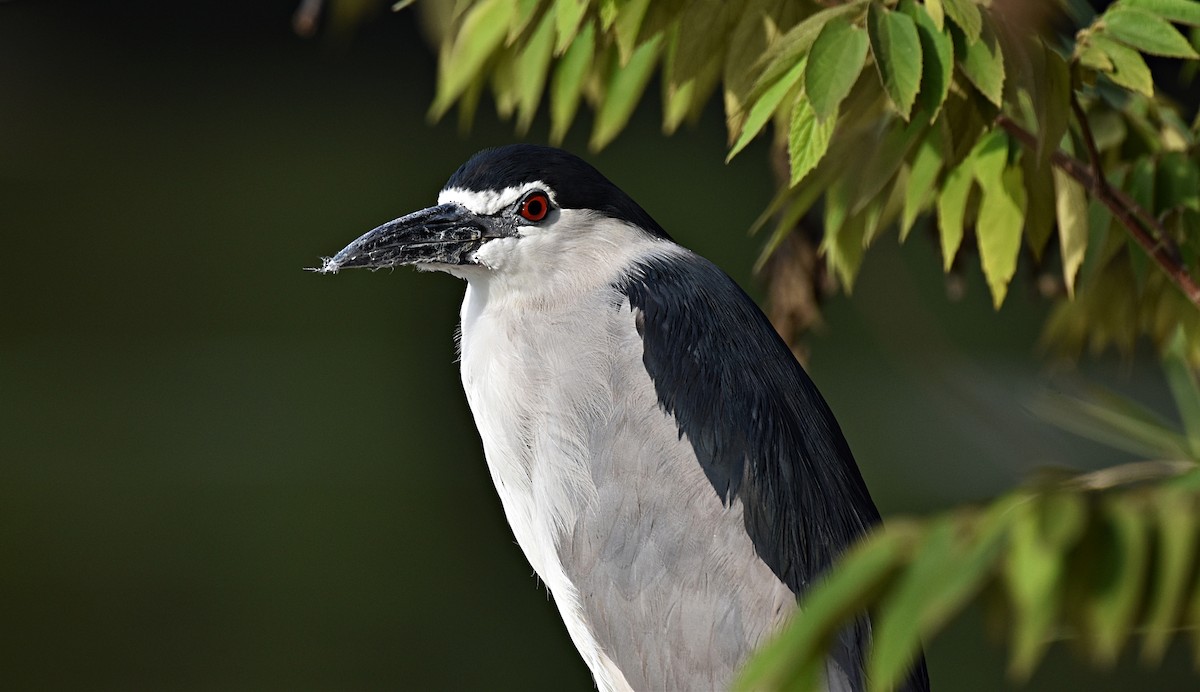 Black-crowned Night Heron - ML178705001