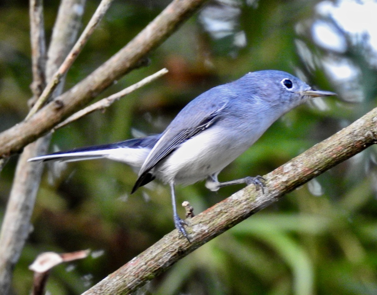 Blue-gray Gnatcatcher - Van Remsen