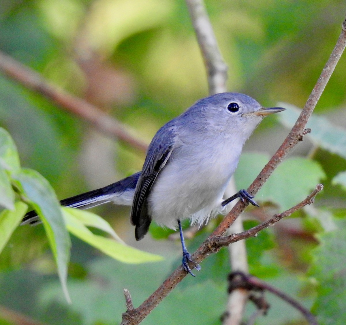 Blue-gray Gnatcatcher - ML178709751