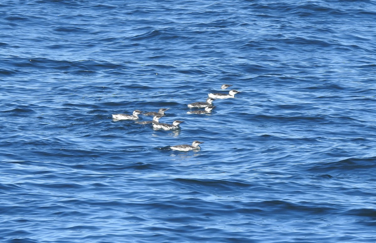 Common Loon - ML178710251