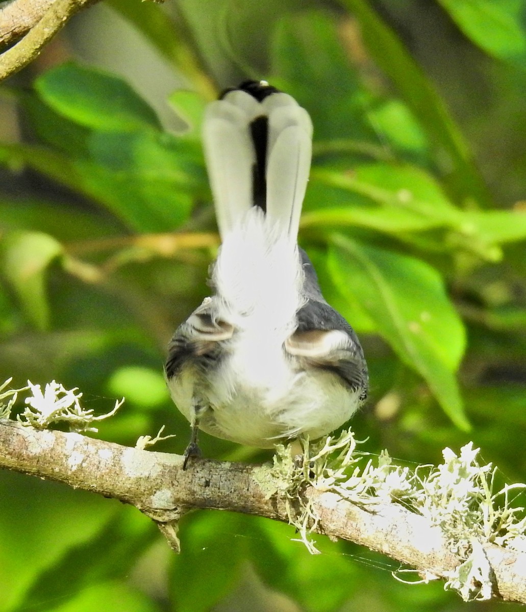 Blue-gray Gnatcatcher - Van Remsen