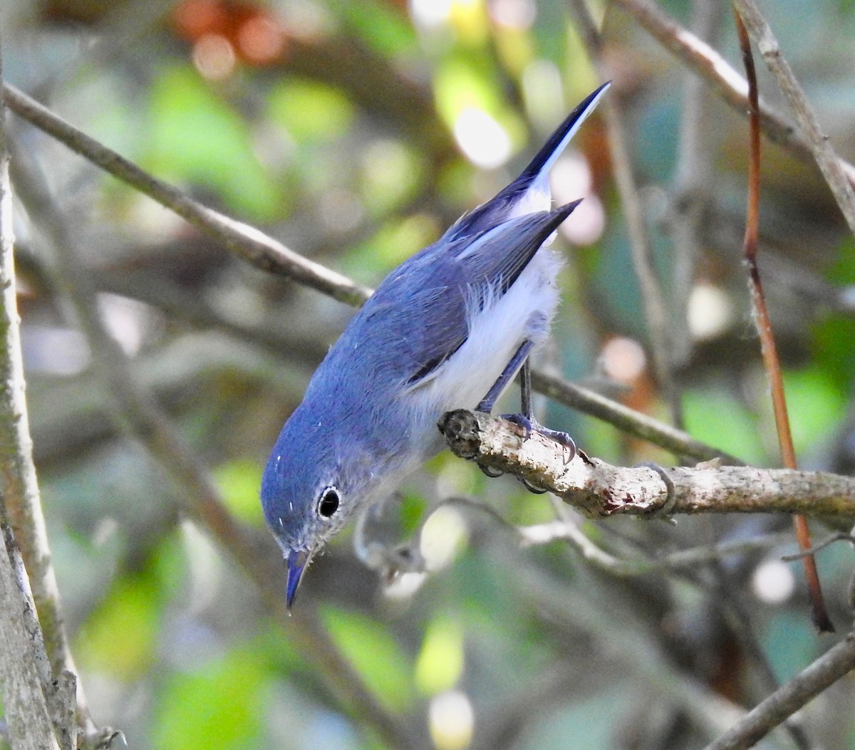 Blue-gray Gnatcatcher - ML178712581