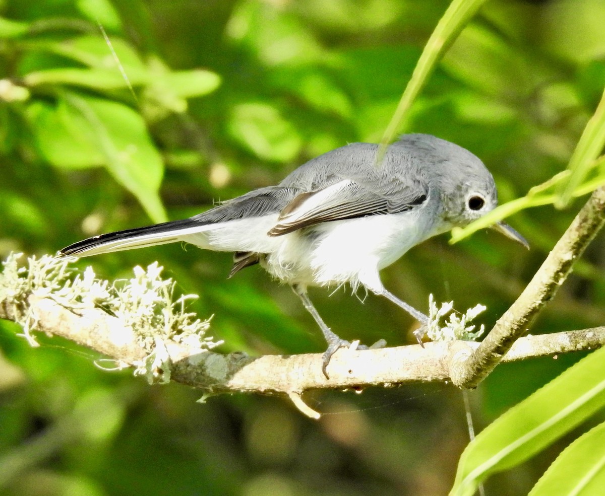 Blue-gray Gnatcatcher - ML178712591