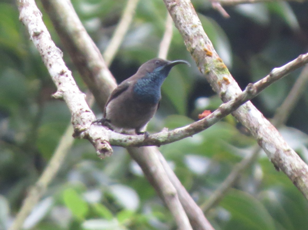 Seychelles Sunbird - ML178714961