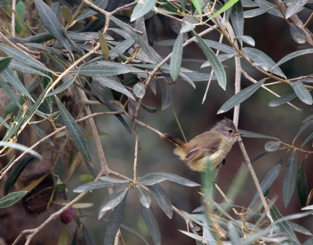 Southern Beardless-Tyrannulet - ML178715771