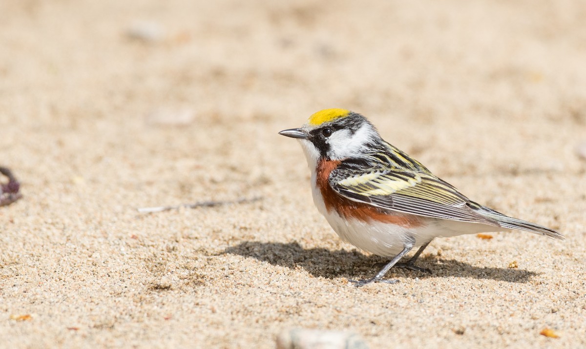 Chestnut-sided Warbler - Ian Davies