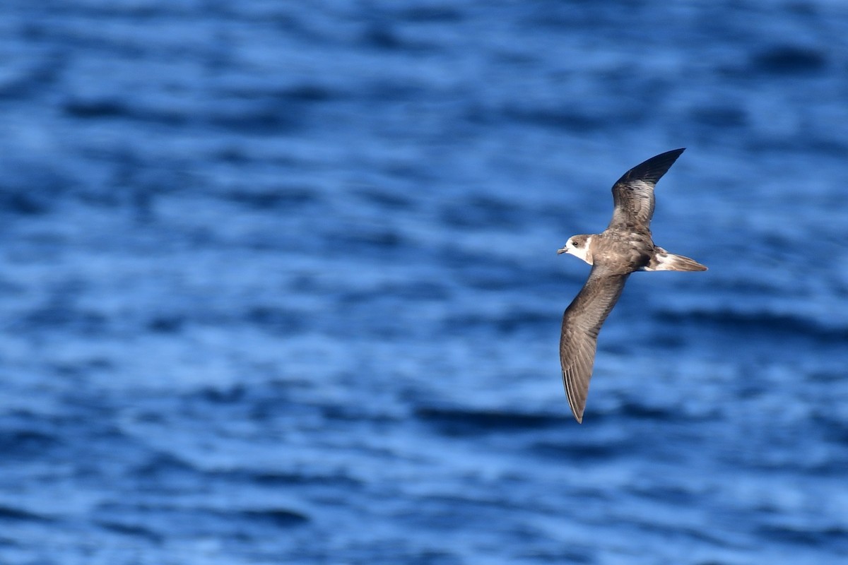 Bermuda Petrel - ML178718841