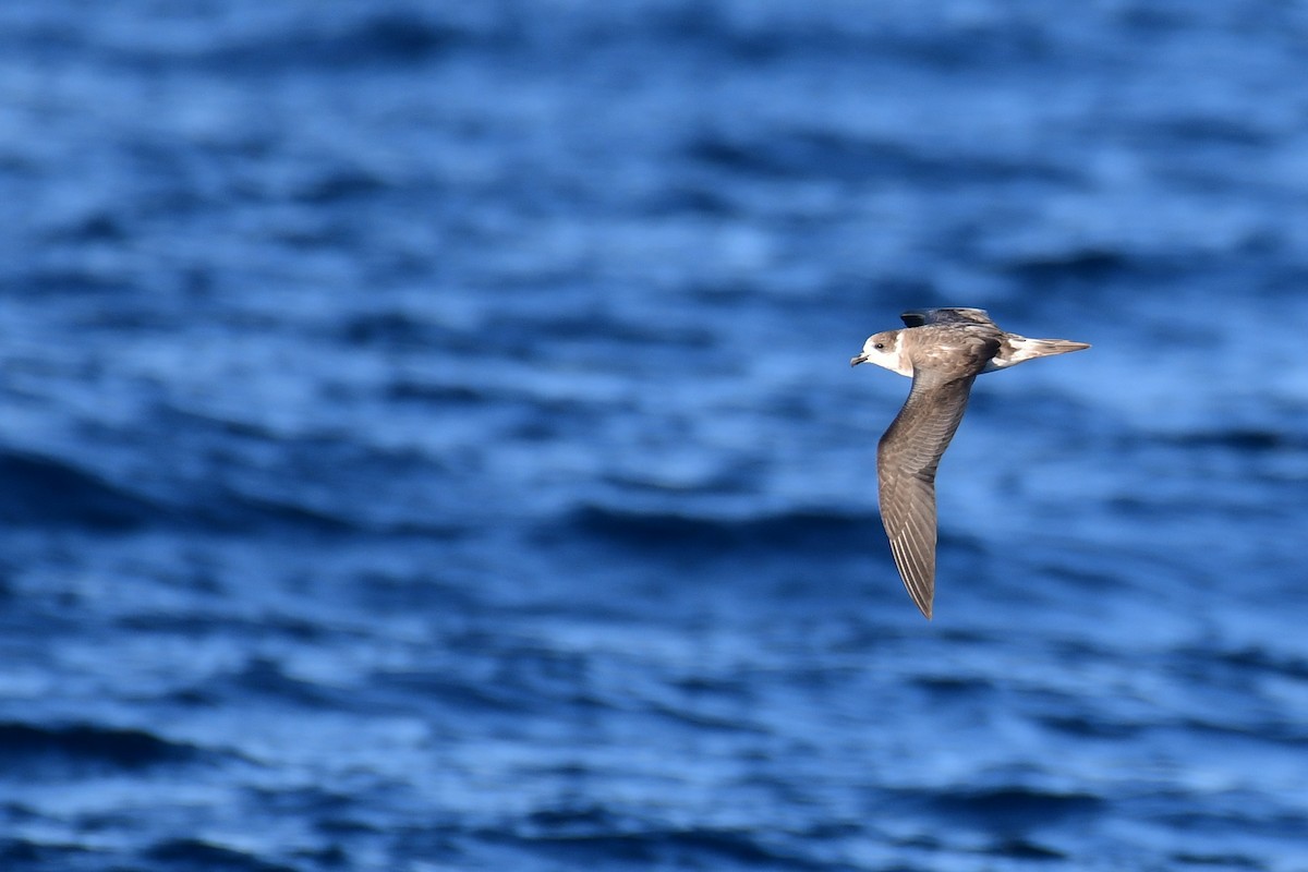 Bermuda Petrel - ML178718851