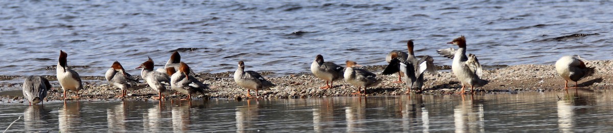 Common Merganser - ML178718891