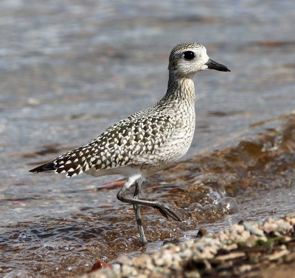 Black-bellied Plover - ML178719041