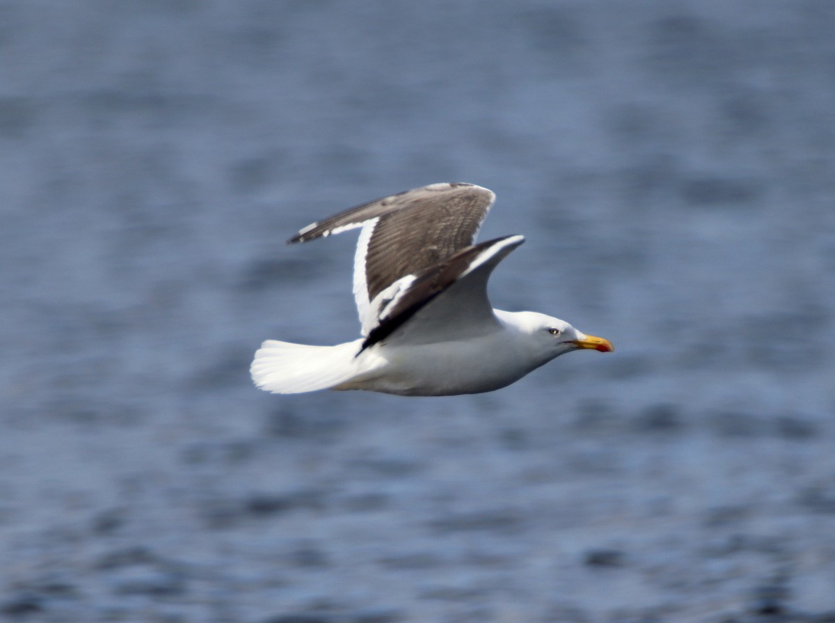 Lesser Black-backed Gull - ML178719131