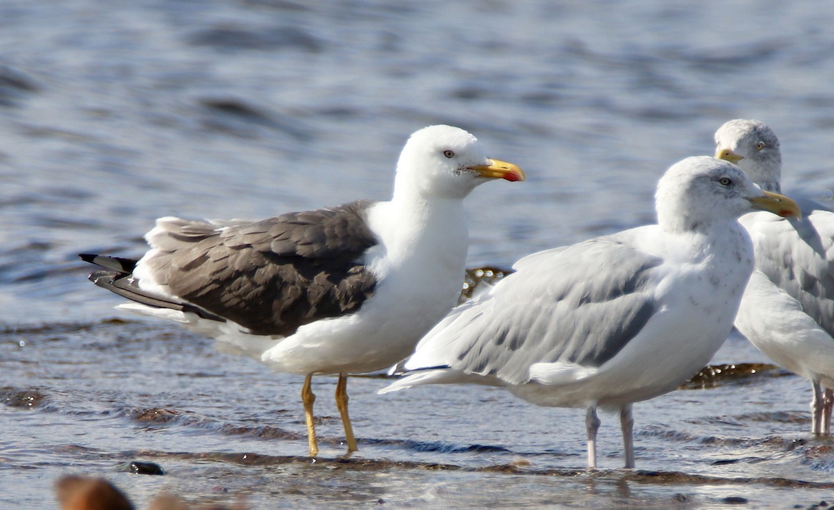 Lesser Black-backed Gull - ML178719281