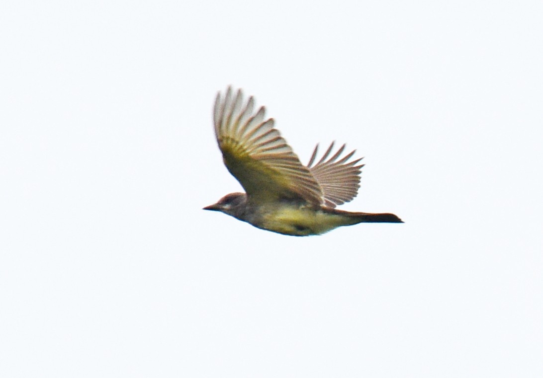 Cassin's Kingbird - ML178719681