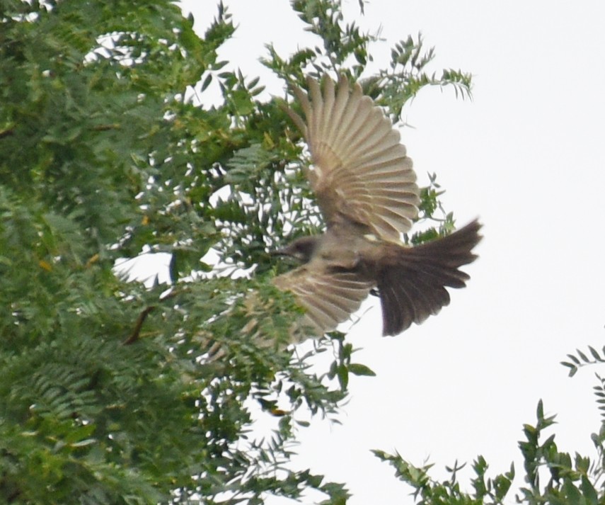 Cassin's Kingbird - ML178719691