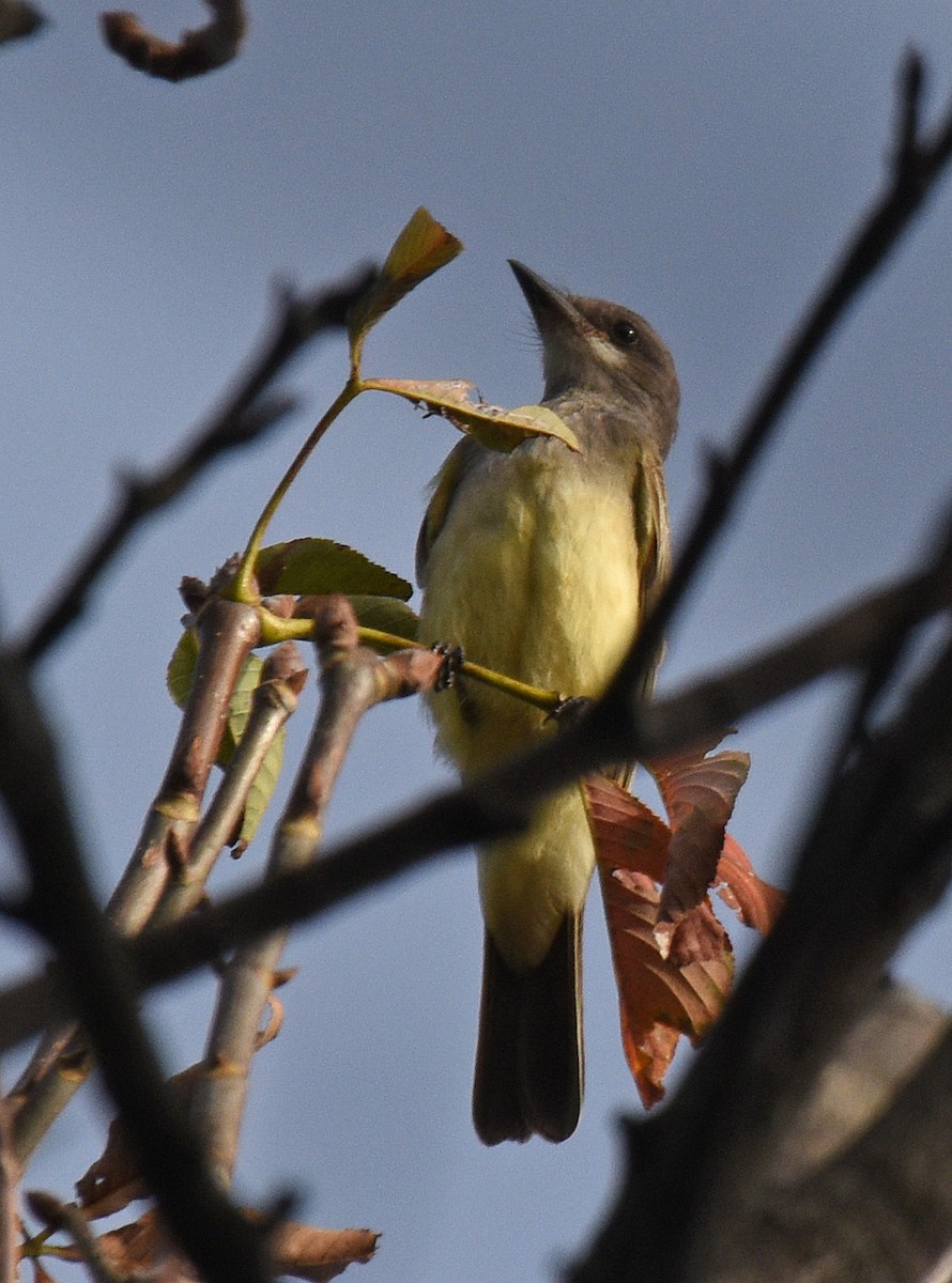 Cassin's Kingbird - Steven Mlodinow