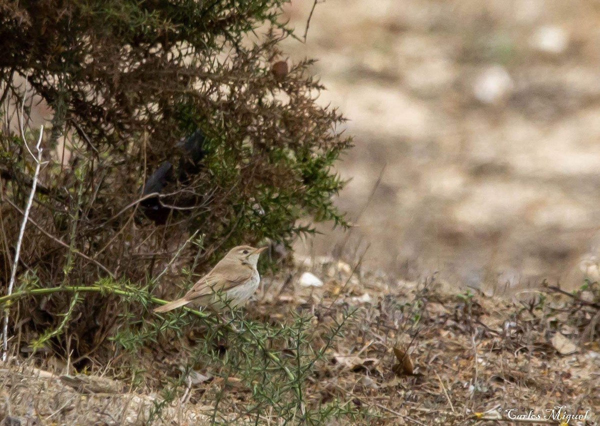 Booted Warbler - Carlos Miguel