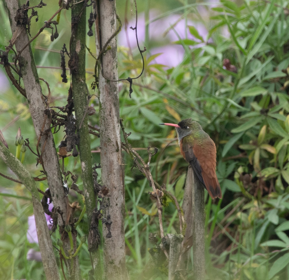 Amazilia Hummingbird - ML178721051