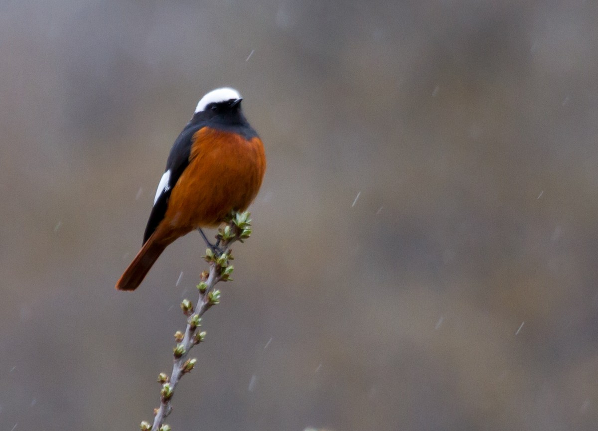 White-winged Redstart - ML178723311