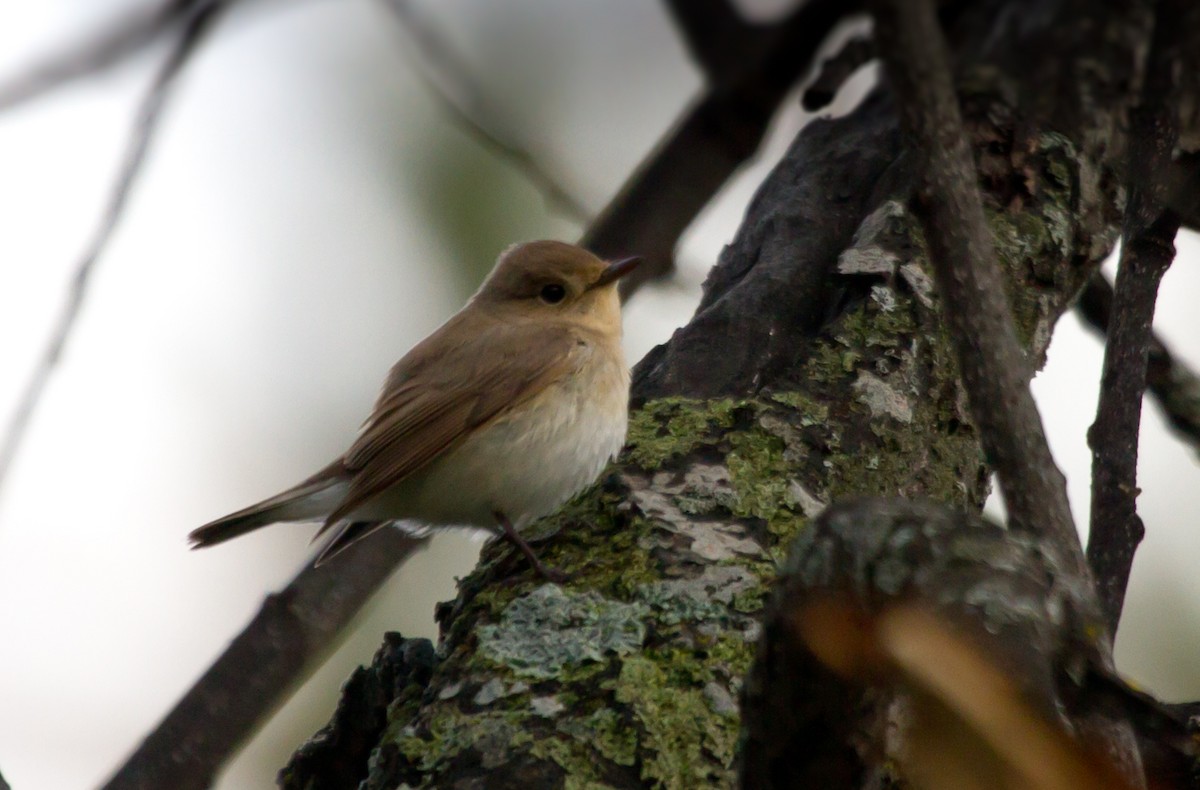 Red-breasted Flycatcher - ML178723371