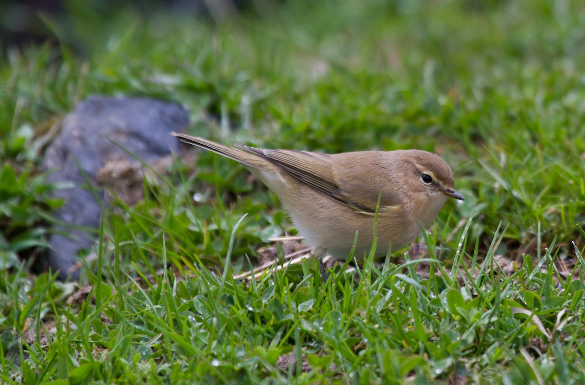 Mountain Chiffchaff - Tom Bedford