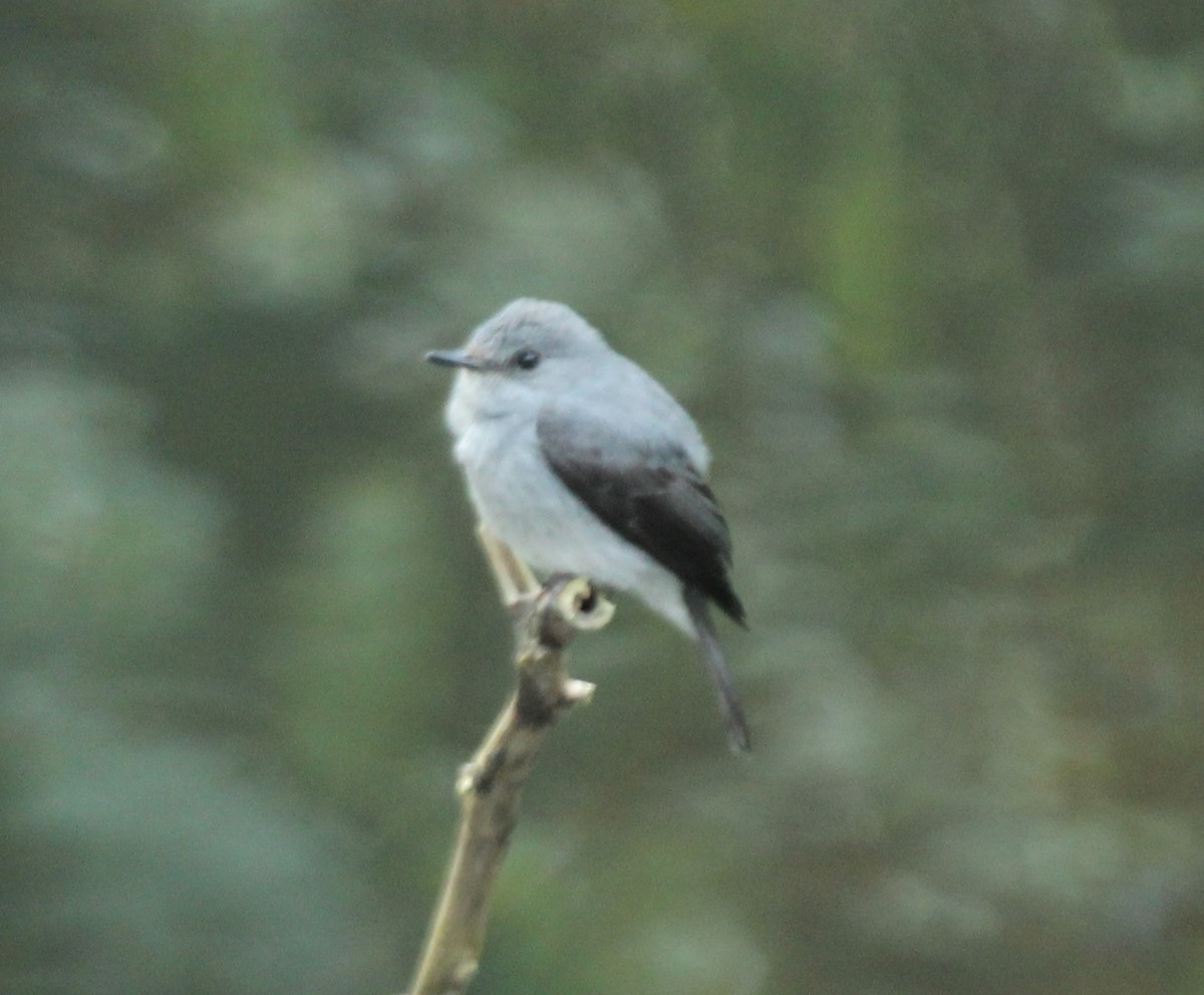 Cassin's Flycatcher - ML178724891