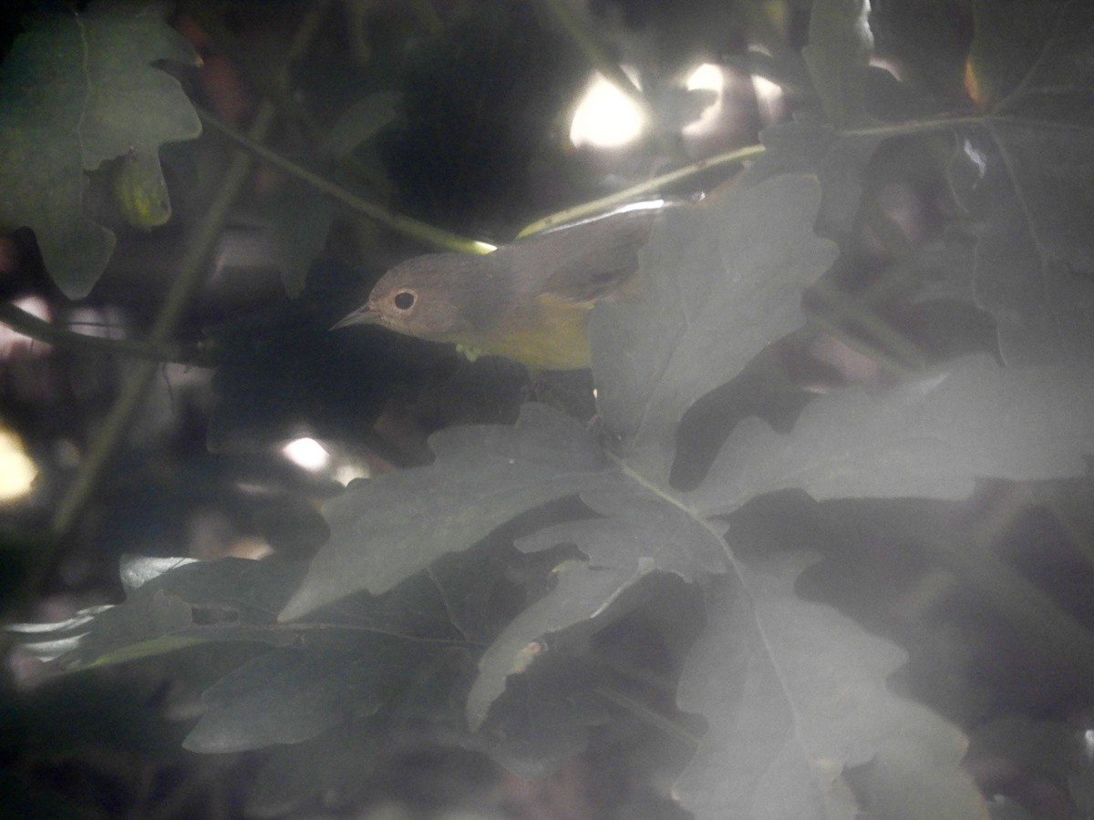 Nashville Warbler - ML178725741