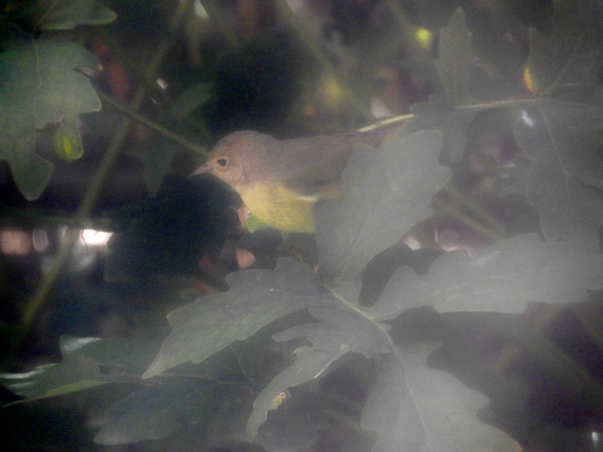 Nashville Warbler - ML178725751