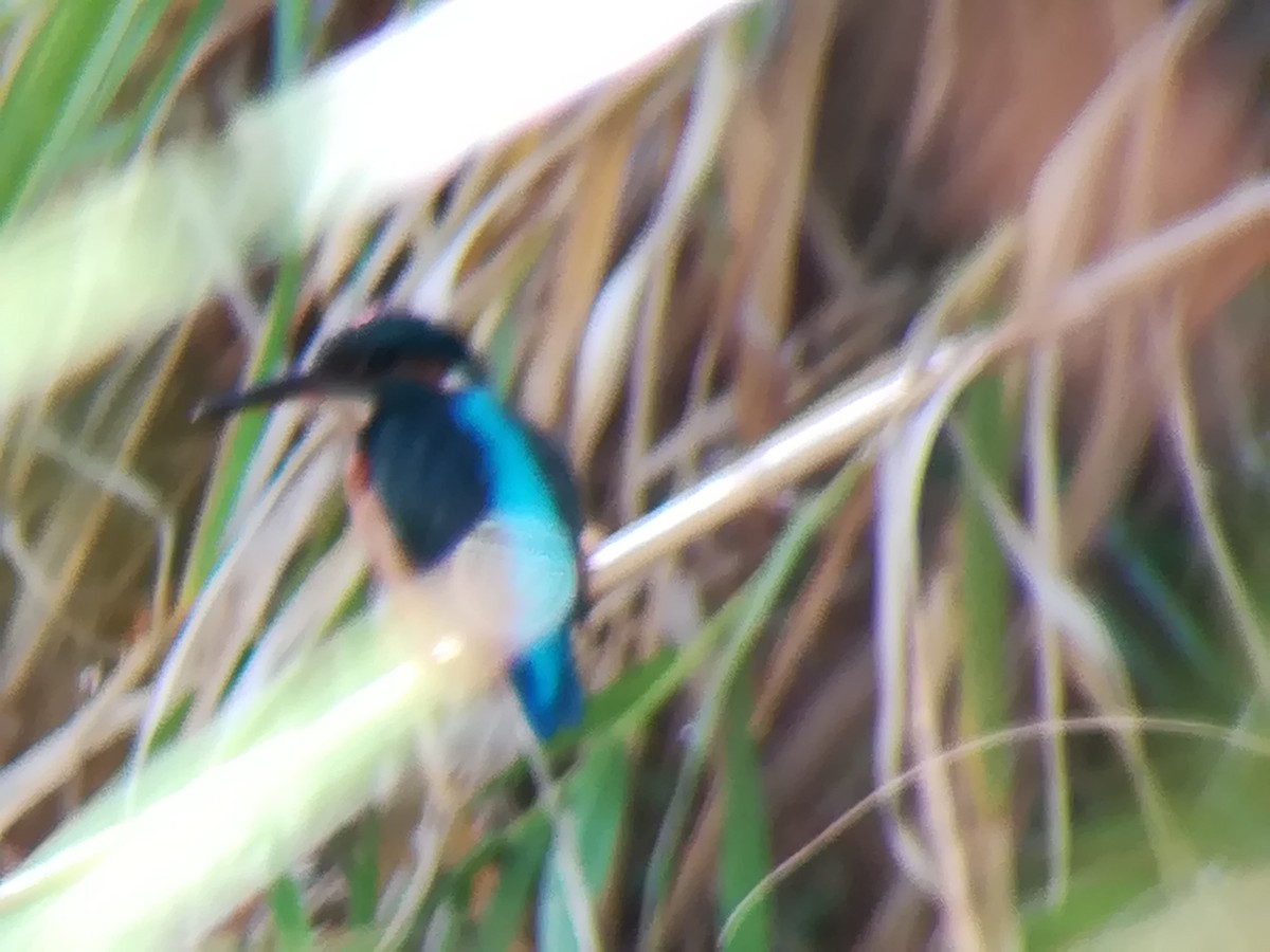 Common Kingfisher - ML178727391