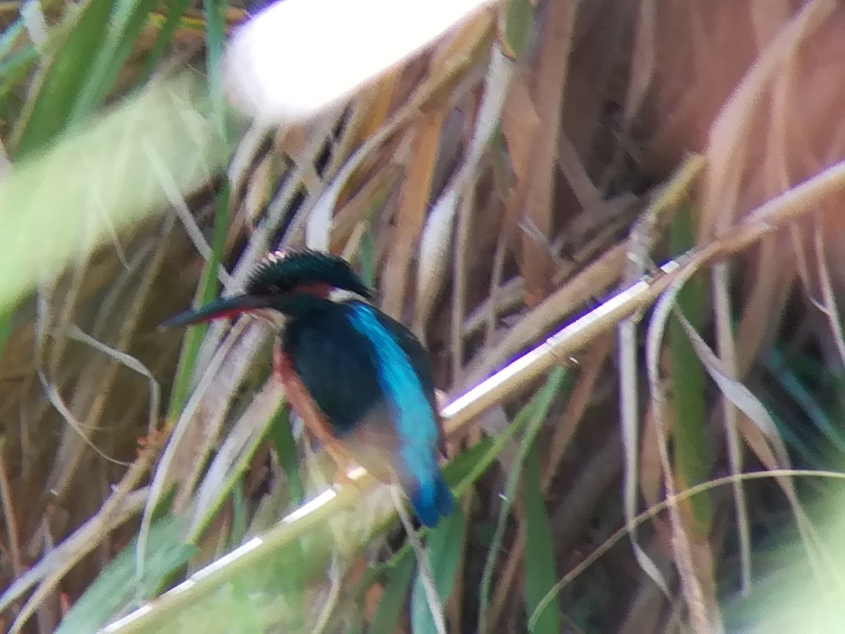 Common Kingfisher - ML178727451