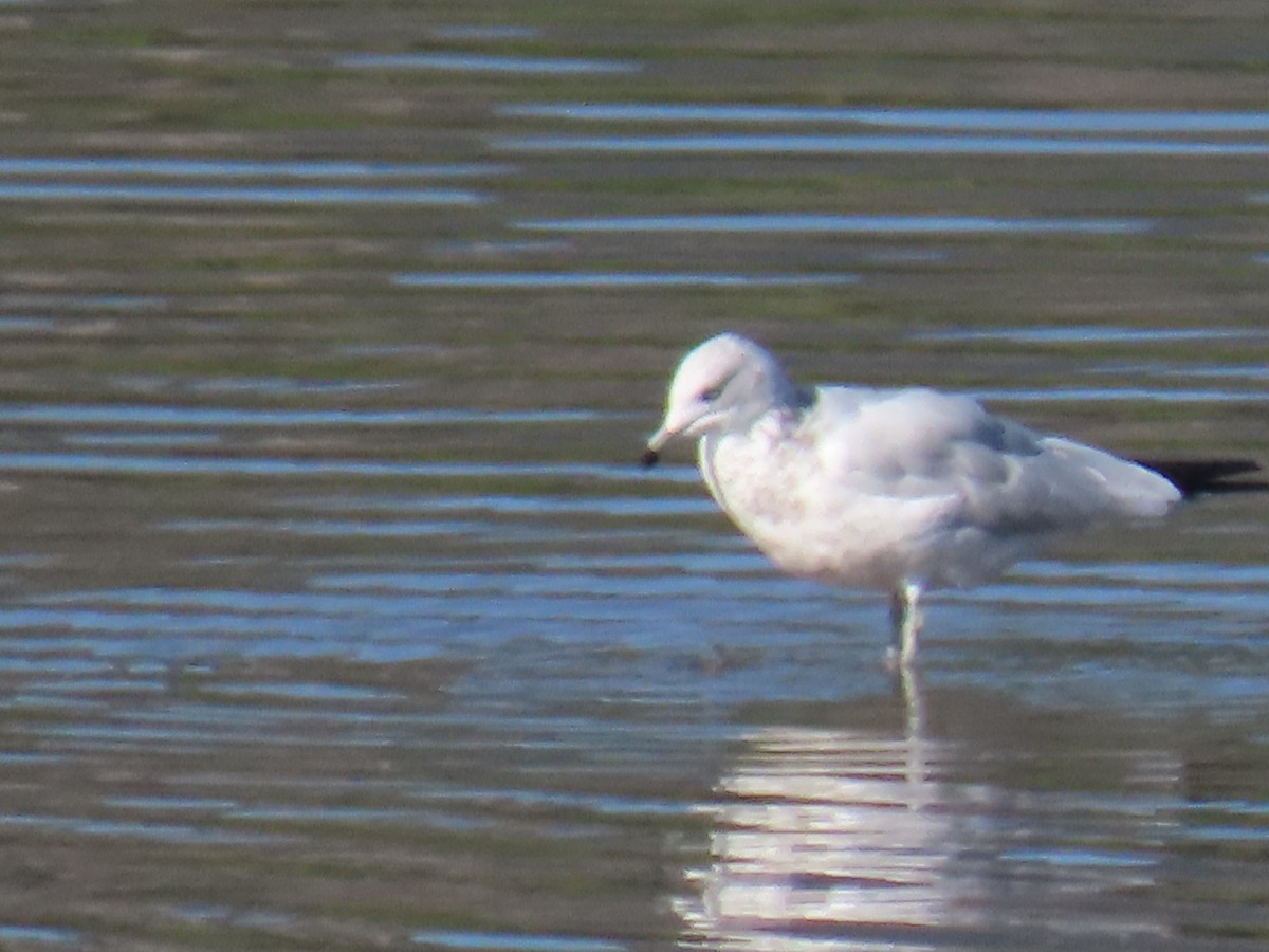 Ring-billed Gull - ML178727671
