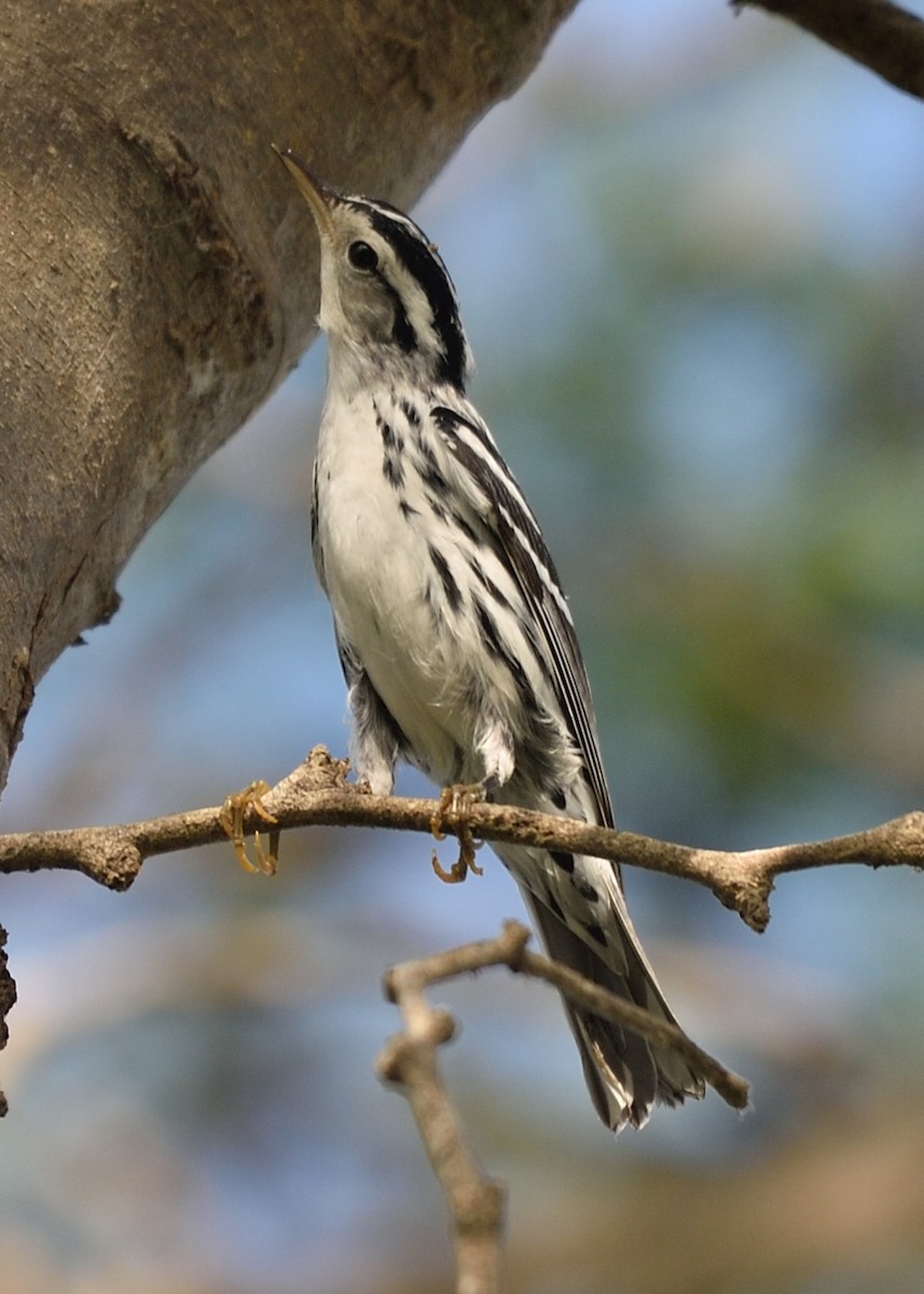 Black-and-white Warbler - ML178727731