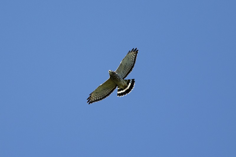 Broad-winged Hawk - ML178728091