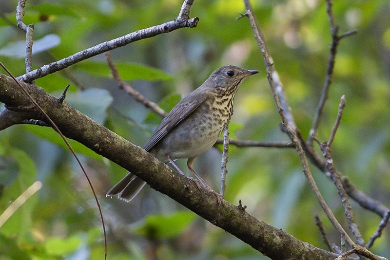 Gray-cheeked Thrush - ML178728271