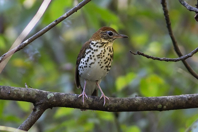 Wood Thrush - Martin Wall