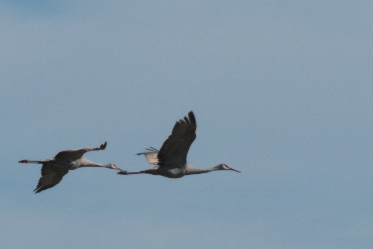 Sandhill Crane - ML178728321