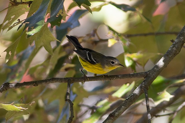 Magnolia Warbler - Martin Wall