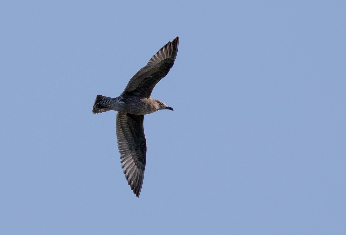 Herring Gull (American) - ML178729071