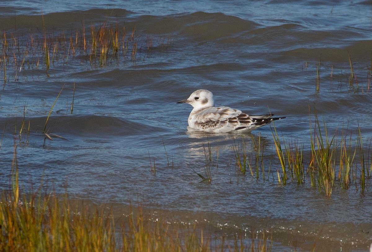 Bonaparte's Gull - ML178729161