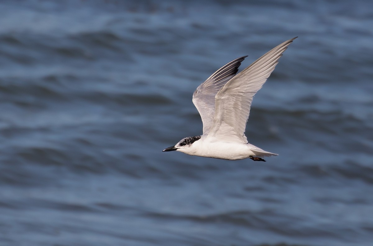 Gull-billed Tern - ML178729191