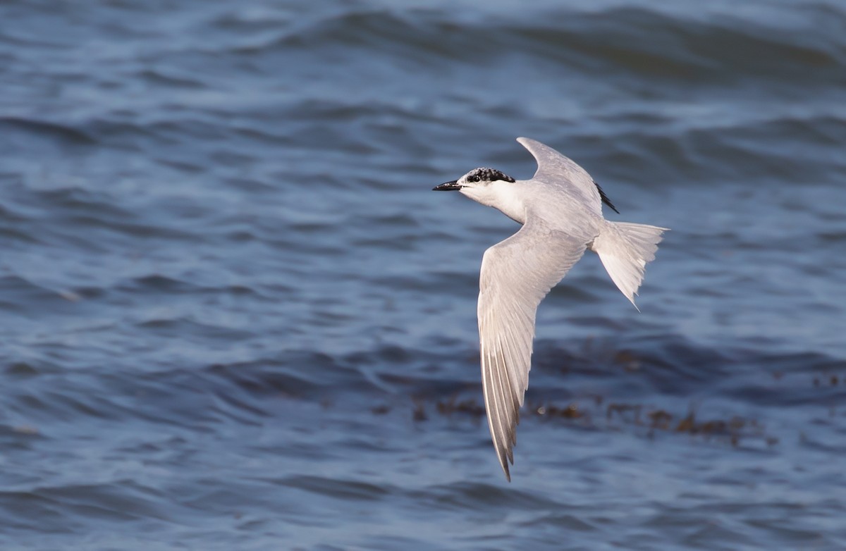 Gull-billed Tern - ML178729201