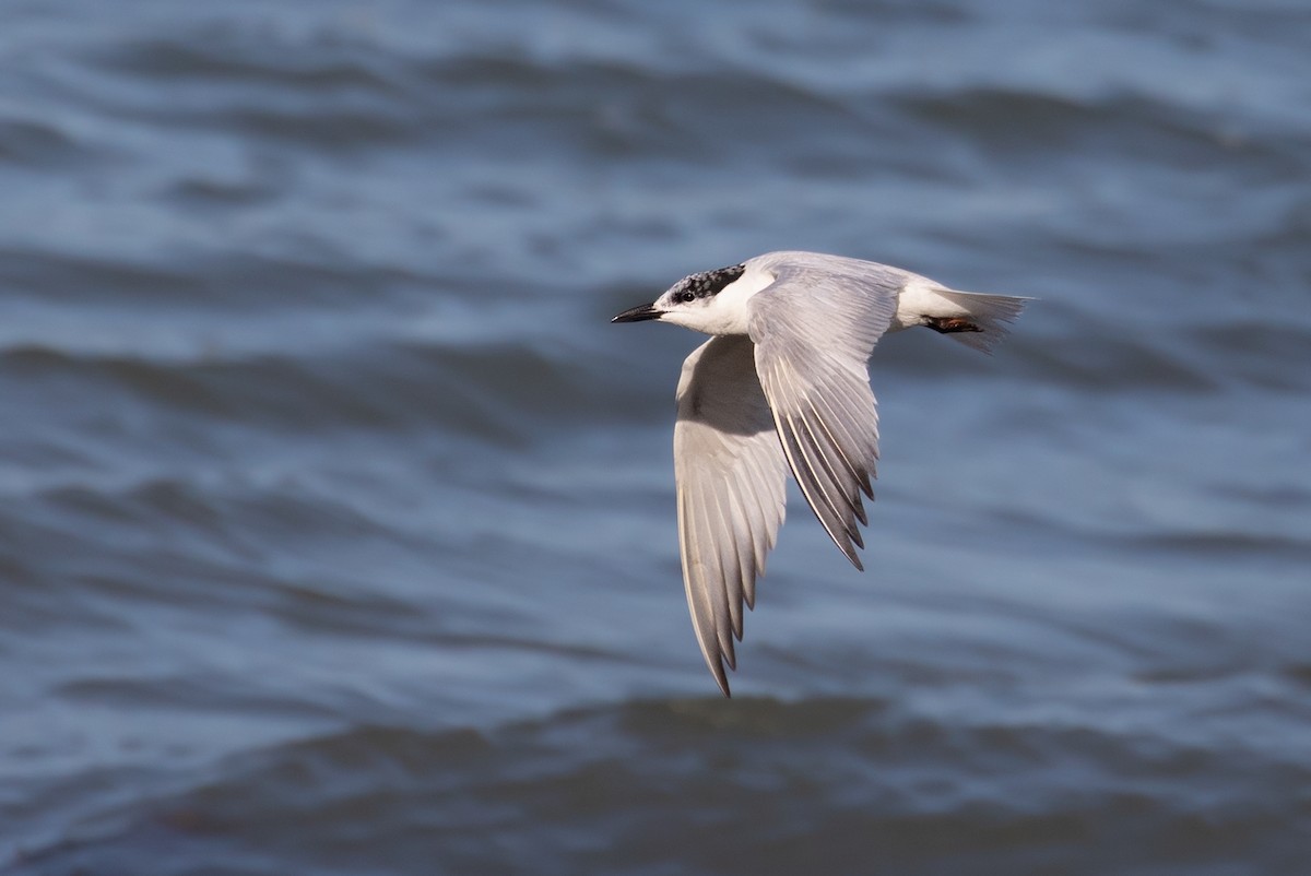 Gull-billed Tern - ML178729211