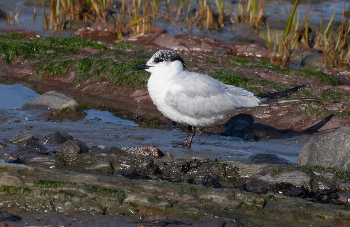 Gull-billed Tern - ML178729231