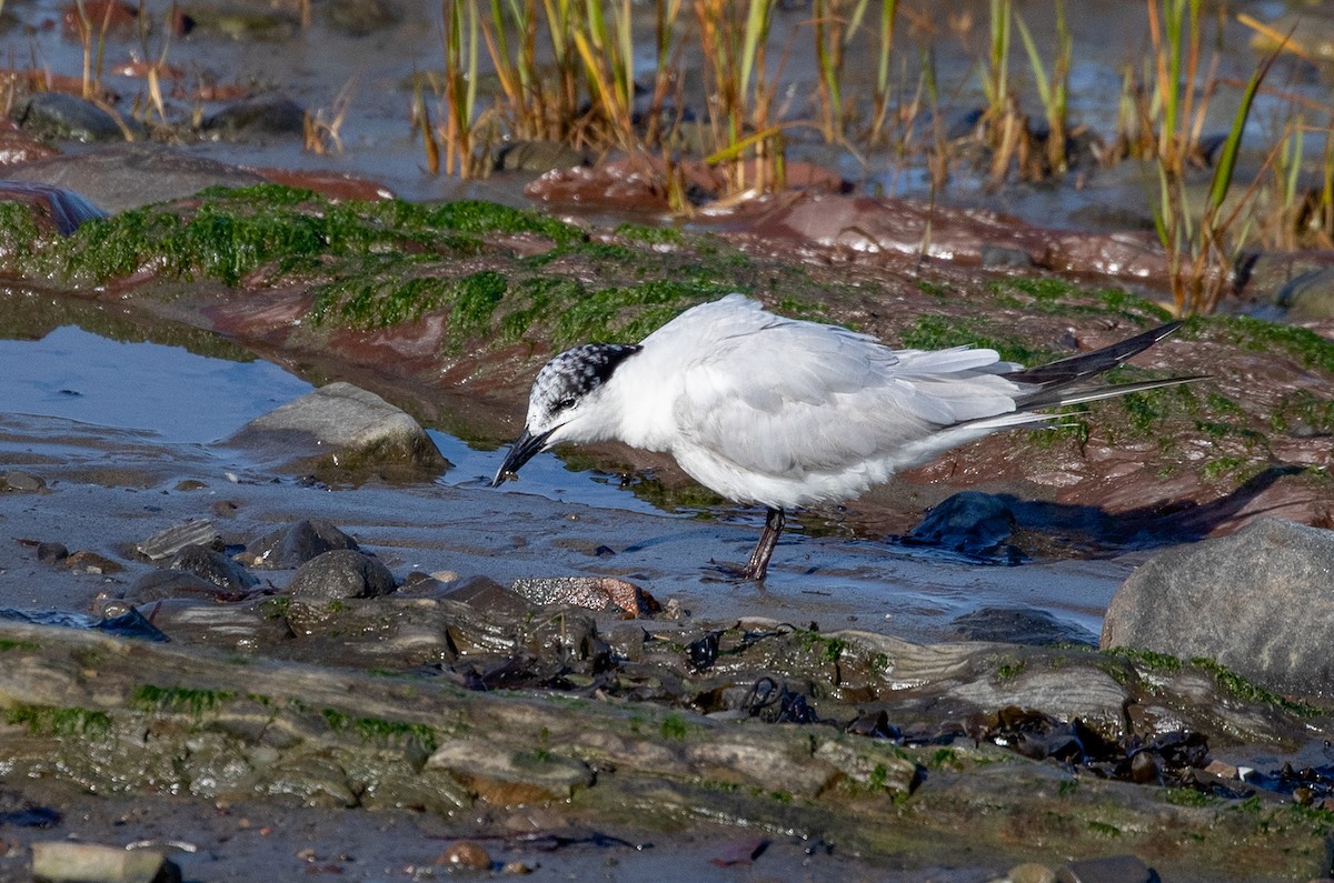 Gull-billed Tern - Suzanne Labbé
