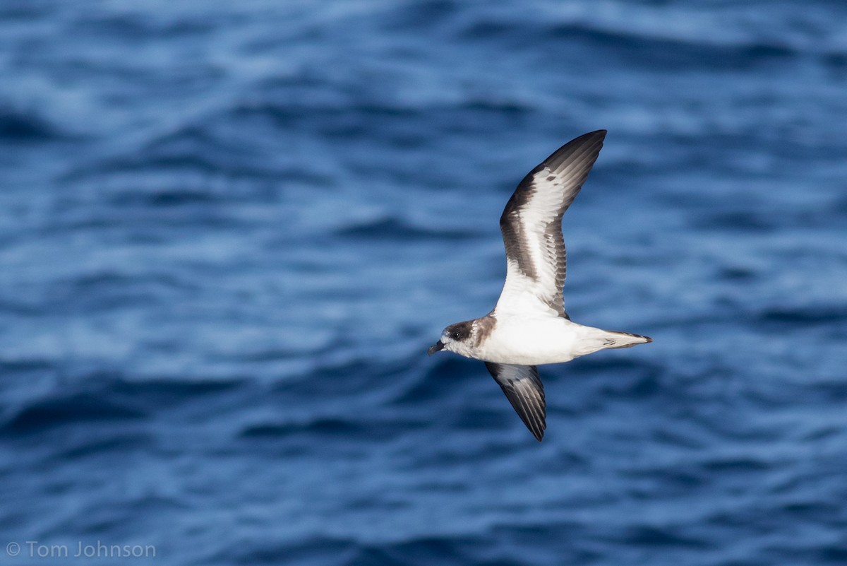 Bermuda Petrel - Tom Johnson