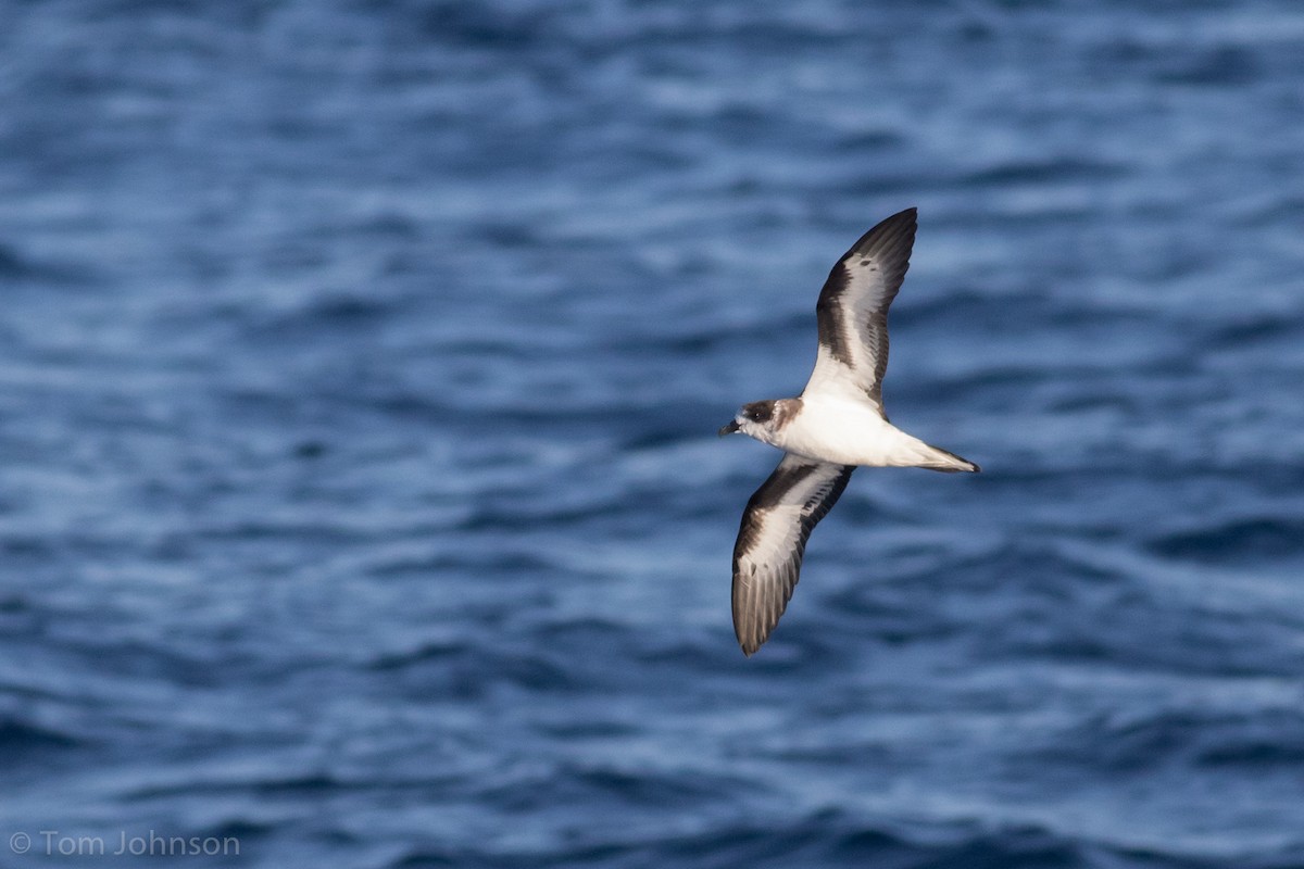 Bermuda Petrel - Tom Johnson