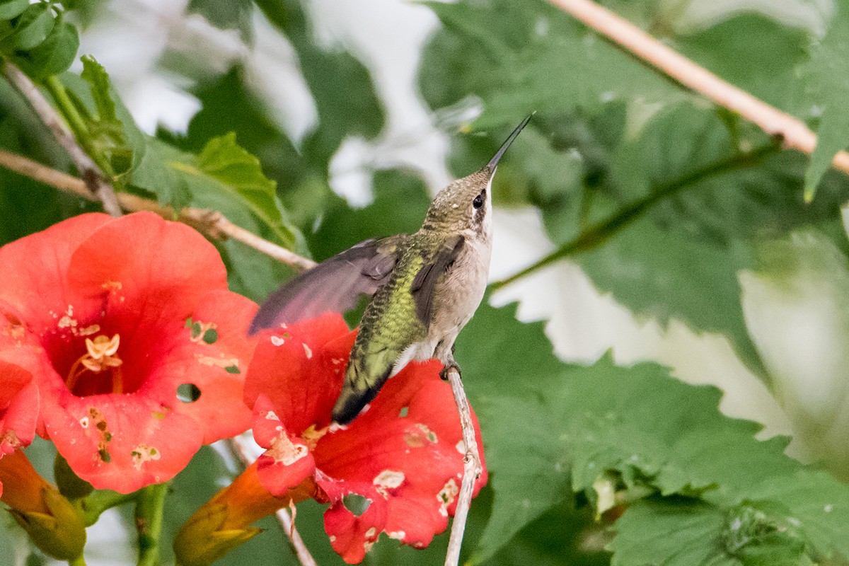 Ruby-throated Hummingbird - ML178730971